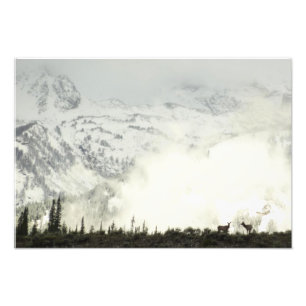 Elk i Grand Teton National Park-foto Fototryck
