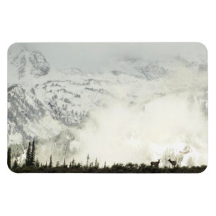 Elk i Grand Teton National Park-foto Magnet