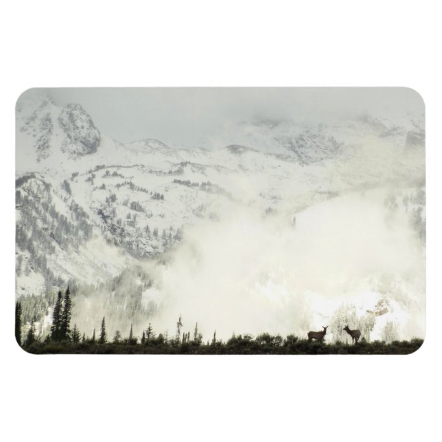 Elk i Grand Teton National Park-foto Magnet (Horisontell)