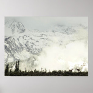 Elk i Grand Teton National Park-foto Poster