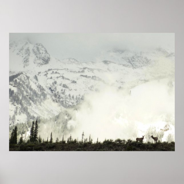 Elk i Grand Teton National Park-foto Poster (Framsidan)