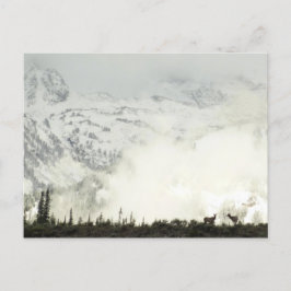 Elk i Grand Teton National Park-foto Vykort