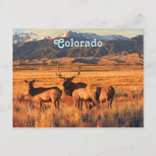 Elk i Grasslands och Dunes i Colorado Vykort