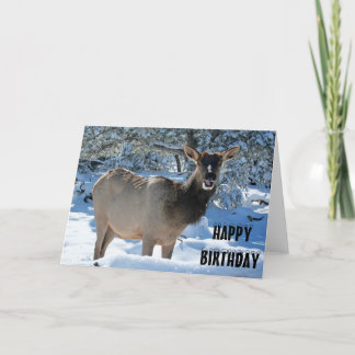 Elk i Grattis på födelsedagen-hälsningskortet i Sn Kort
