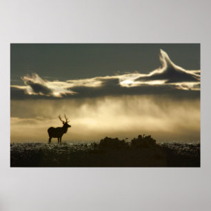 Elk i hästskoparken rmnp poster