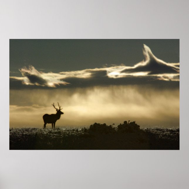 Elk i hästskoparken rmnp poster (Framsidan)