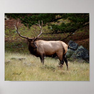 Elk i Kanvastrycket Vild Poster