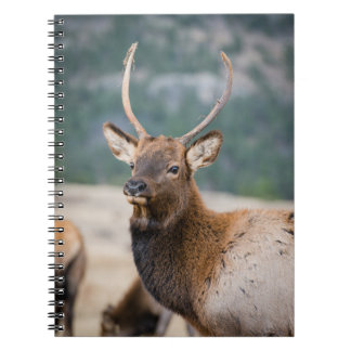 ELK I ROCKY MOUNTAIN NATIONAL PARK - ELK HERDS GR ANTECKNINGSBOK