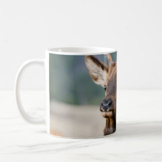 ELK I ROCKY MOUNTAIN NATIONAL PARK - ELK HERDS GR KAFFEMUGG