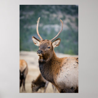 ELK I ROCKY MOUNTAIN NATIONAL PARK - ELK HERDS GR POSTER