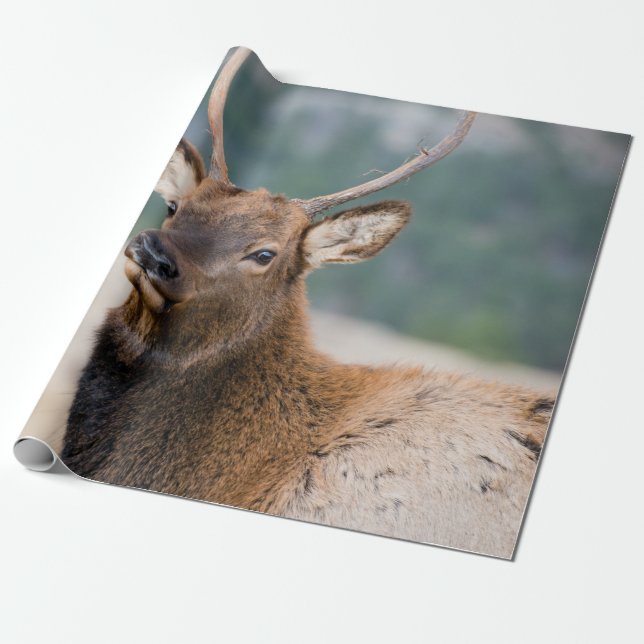 ELK I ROCKY MOUNTAIN NATIONAL PARK - ELK HERDS GR PRESENTPAPPER (Utrullad)
