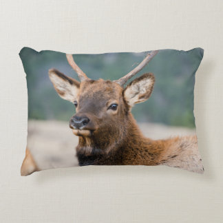 ELK I ROCKY MOUNTAIN NATIONAL PARK - ELK HERDS GR PRYDNADSKUDDE