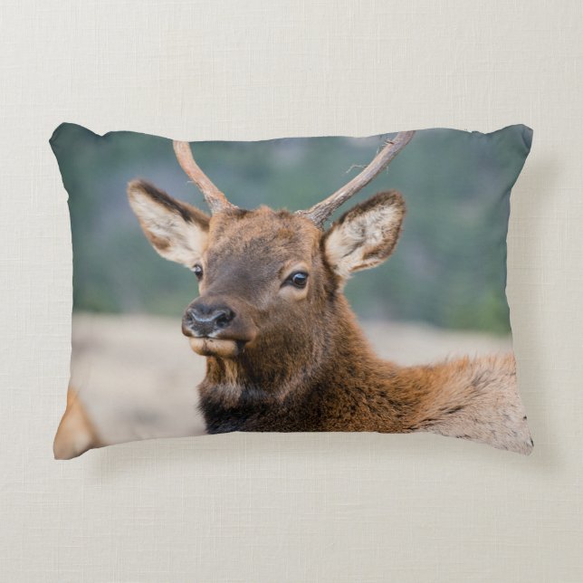 ELK I ROCKY MOUNTAIN NATIONAL PARK - ELK HERDS GR PRYDNADSKUDDE (Framsidan)