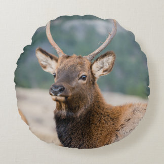 ELK I ROCKY MOUNTAIN NATIONAL PARK - ELK HERDS GR RUND KUDDE