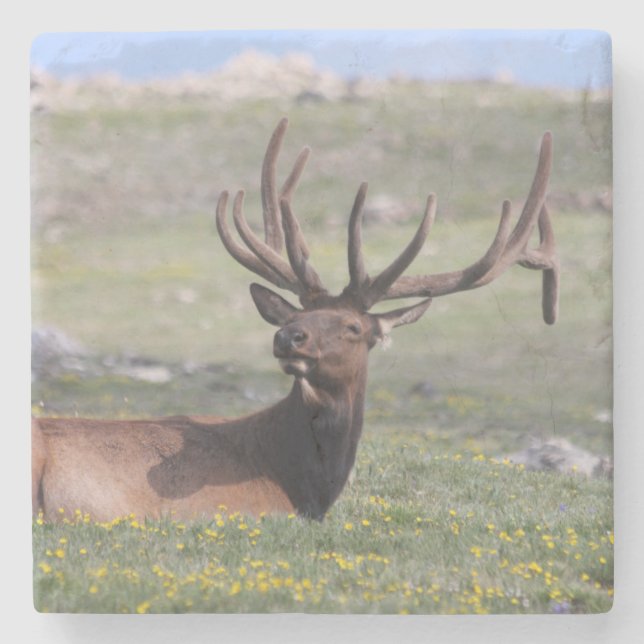Elk i Rocky Mountain nationalpark Stenunderlägg (Framsidan)