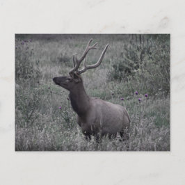 Elk i Rocky Mountain nationalpark Vykort
