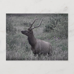 Elk i Rocky Mountain nationalpark Vykort