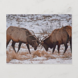 Elk i Rocky Mountain nationalpark Vykort