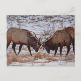Elk i Rocky Mountain nationalpark Vykort