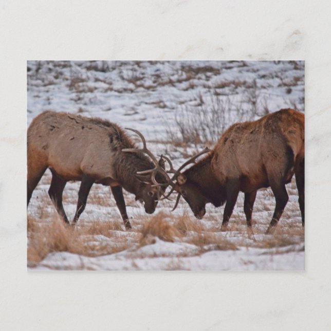Elk i Rocky Mountain nationalpark Vykort (Framsida)