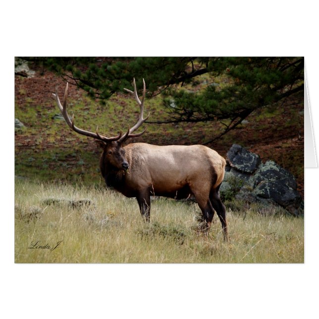 Elk i Vilden Hälsningskort (Framsidan Horizontal)