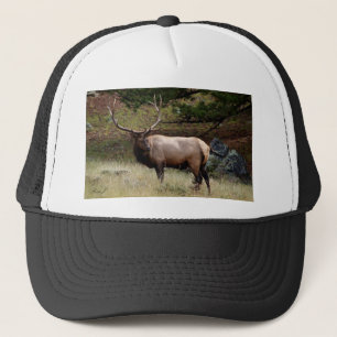 Elk i Vilden Keps