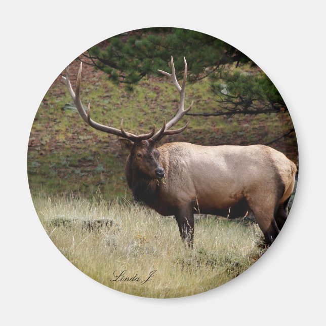 Elk i Vilden Magnet (Framsidan)