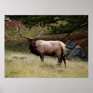 Elk i Vilden Poster