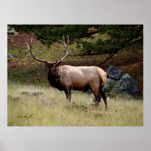 Elk i Vilden Poster
