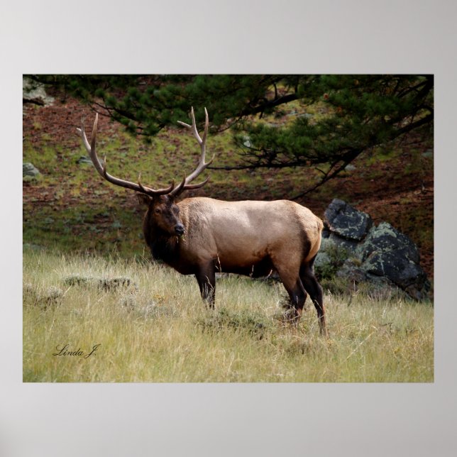 Elk i Vilden Poster (Framsidan)