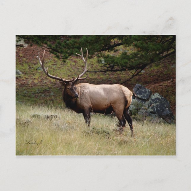Elk i Vilden Vykort (Framsida)
