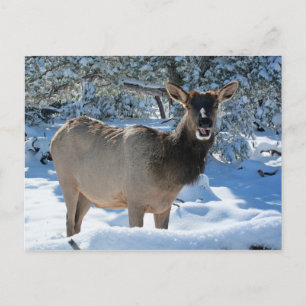 Elk i vykortet Snö Vykort