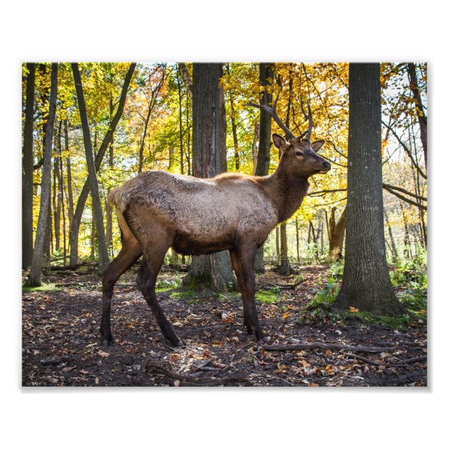 Elk in Fall Fototryck (Framsidan)