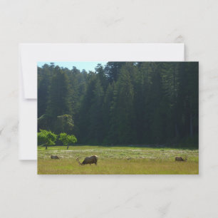 Elk Meadow vid nationalparken Redwood