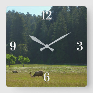 Elk Meadow vid nationalparken Redwood Fyrkantig Klocka
