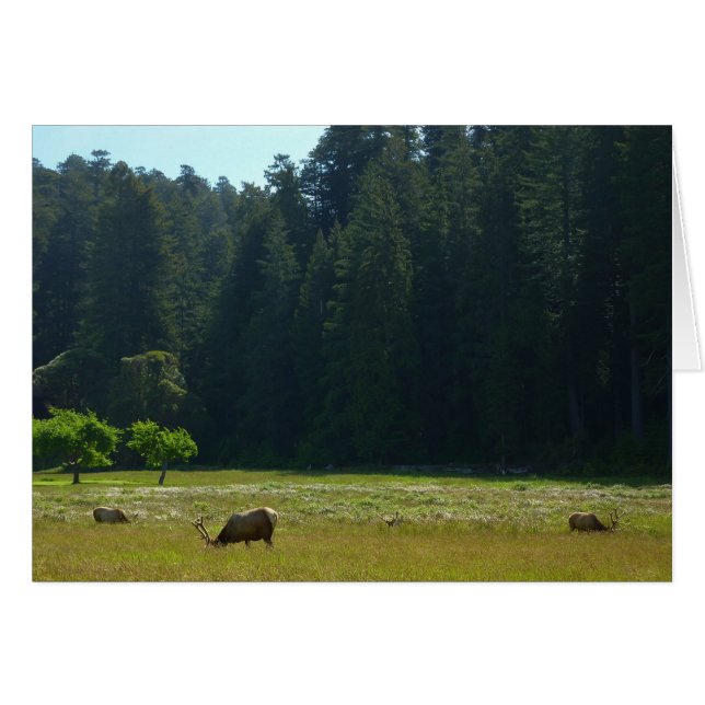 Elk Meadow vid nationalparken Redwood Hälsningskort (Framsidan Horizontal)