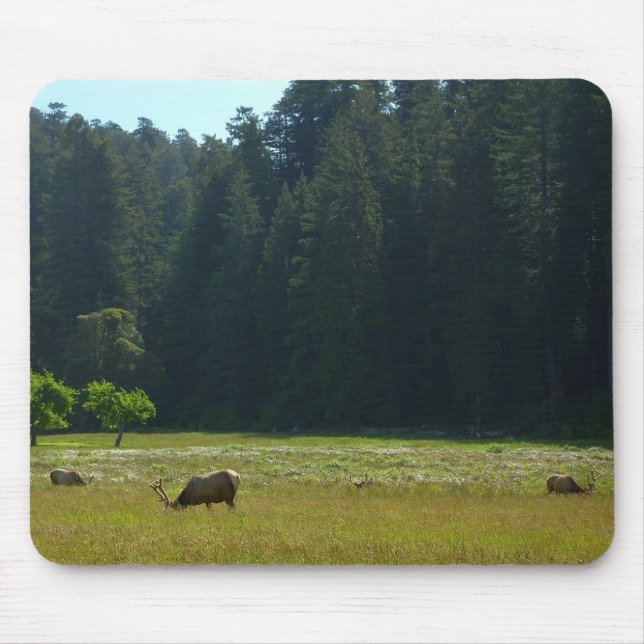 Elk Meadow vid nationalparken Redwood Musmatta (Framsidan)