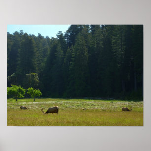 Elk Meadow vid nationalparken Redwood Poster