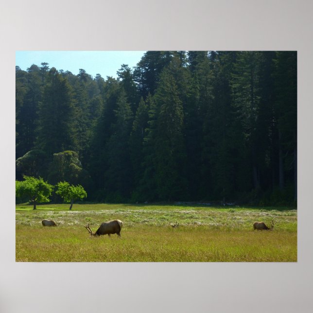 Elk Meadow vid nationalparken Redwood Poster (Framsidan)