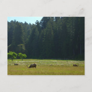 Elk Meadow vid nationalparken Redwood Vykort