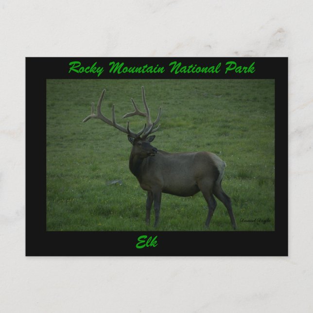 Elk, Milner Pass Vykort (Framsida)