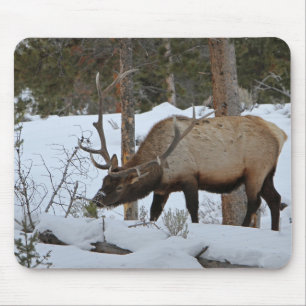 Elk Musmatta