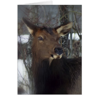 Elk OBS Kort