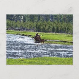 Elk och Baby i floden Vykort