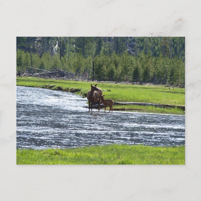 Elk och Baby i floden Vykort (Framsida)