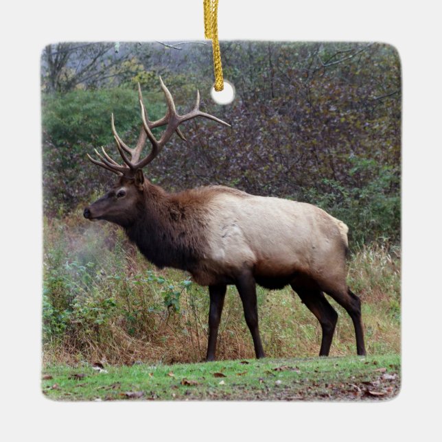 Elk Ornament (Framsida)
