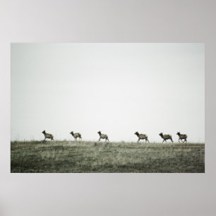 Elk P2799 Skriv ut Poster