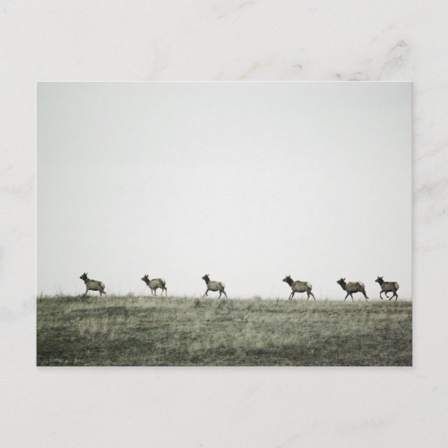 Elk P2799-vykort Vykort (Framsida)