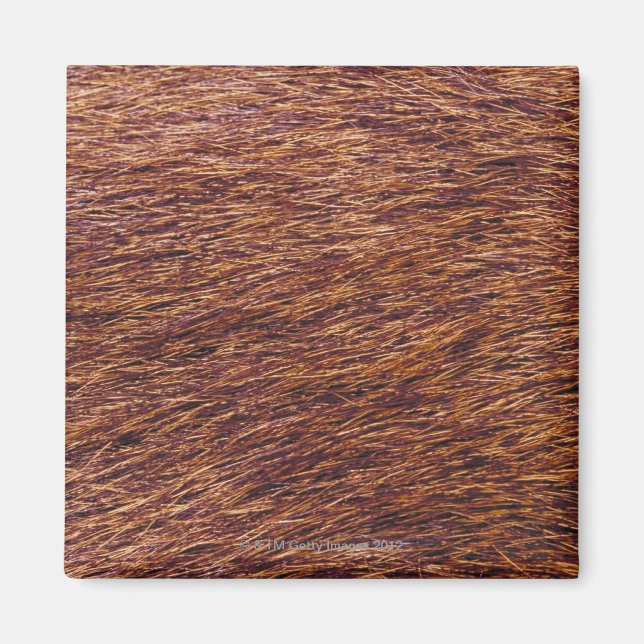 Elk päls magnet (Framsidan)