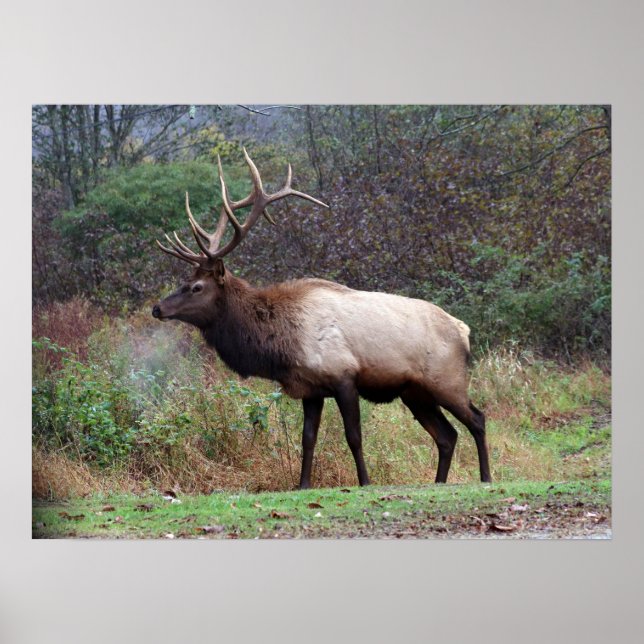 Elk Poster (Framsidan)
